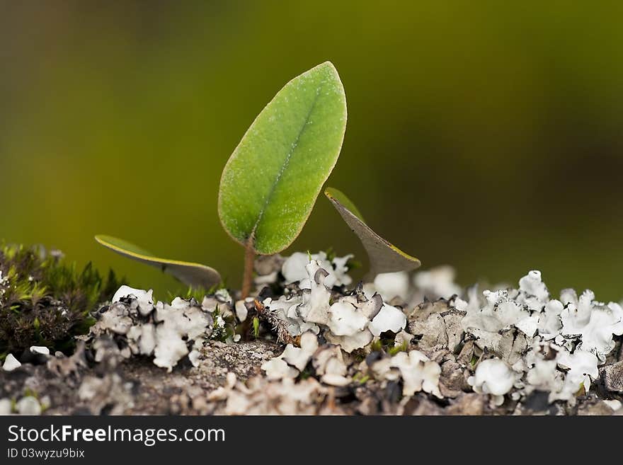 Green leaf growing on rock