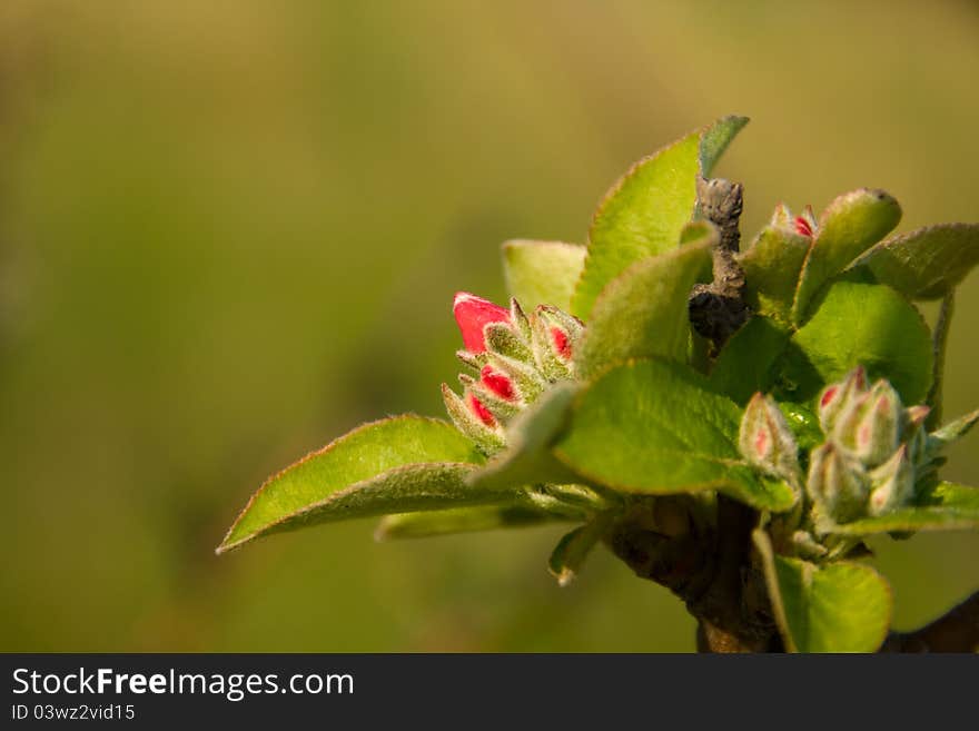 Flowering Of Apple Tree.