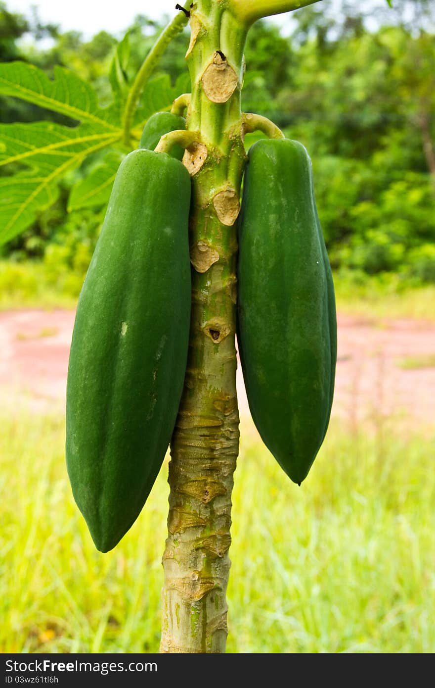 Young papaya on the tree