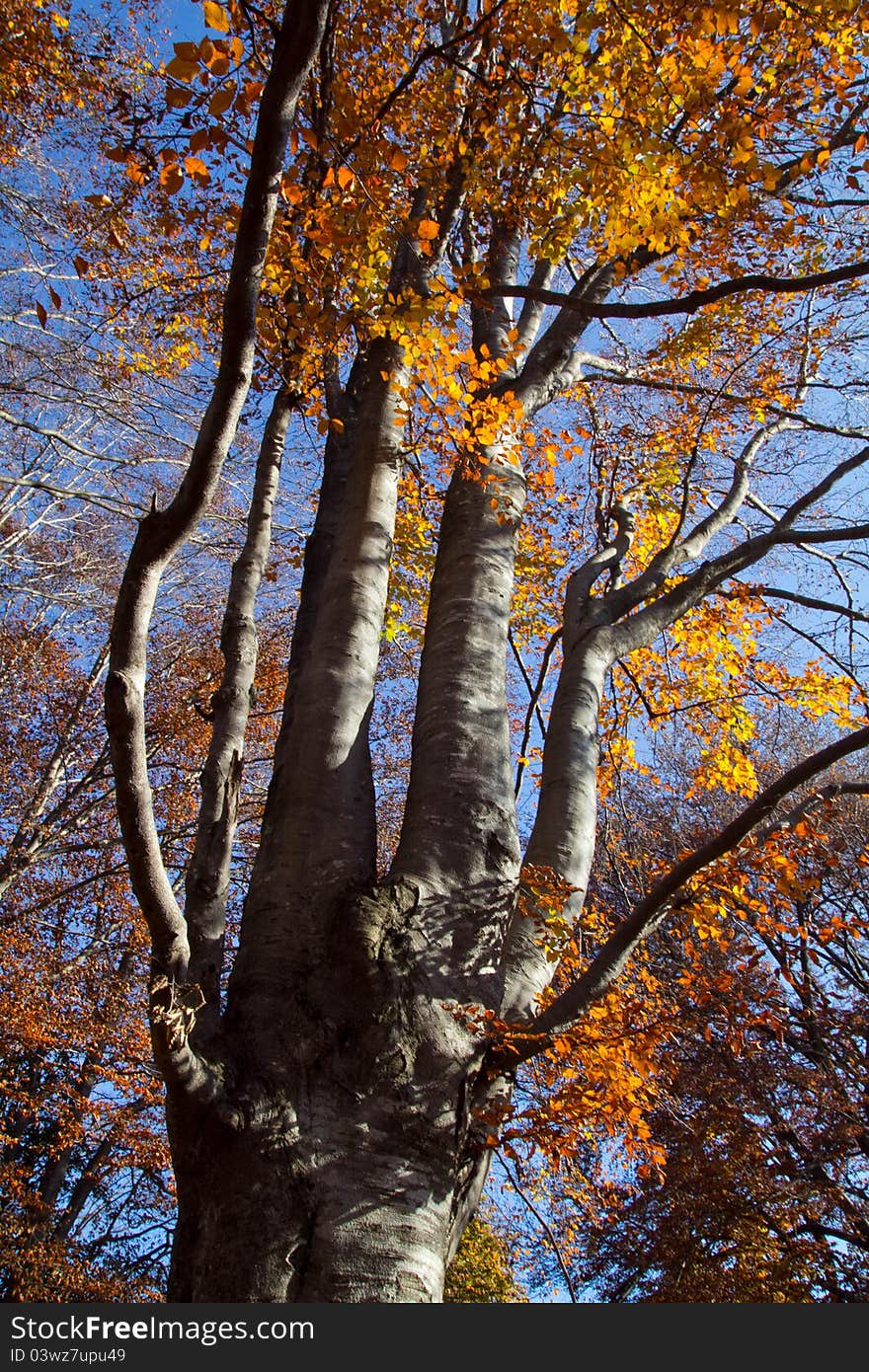 A detail of a tree. A detail of a tree