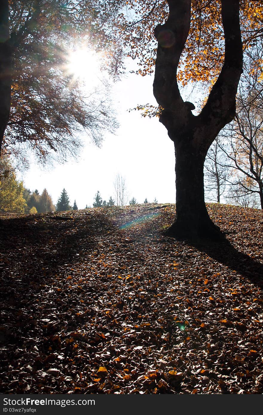 Trees In Wood