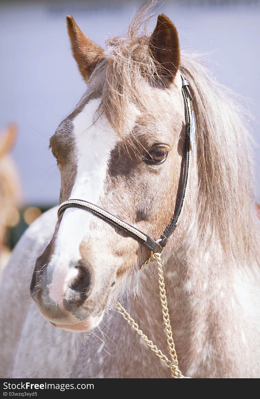 Portrait of welsh mountain  pony