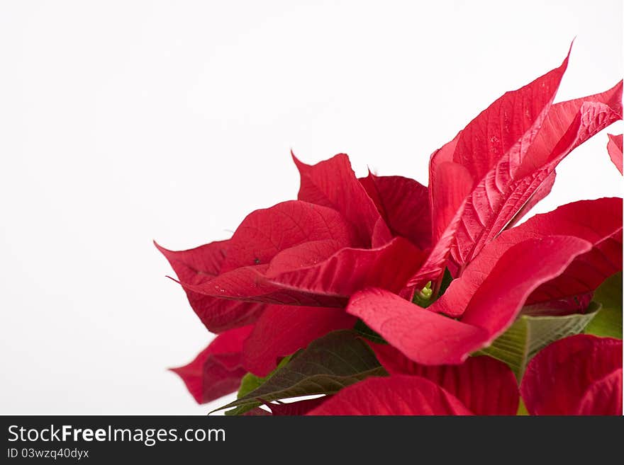 Red flower for christmas gifts