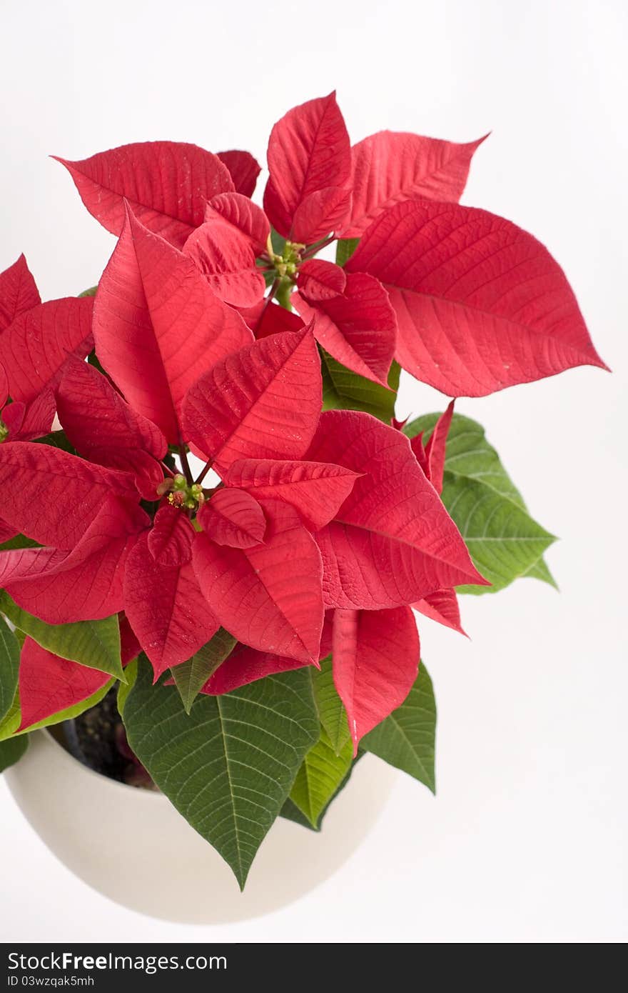 red christmas flower isolated