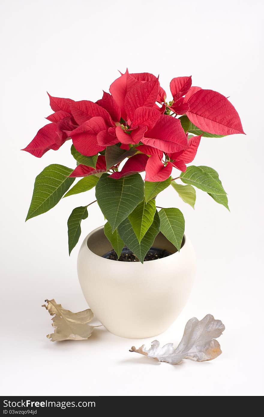 Pot with red christmas flower