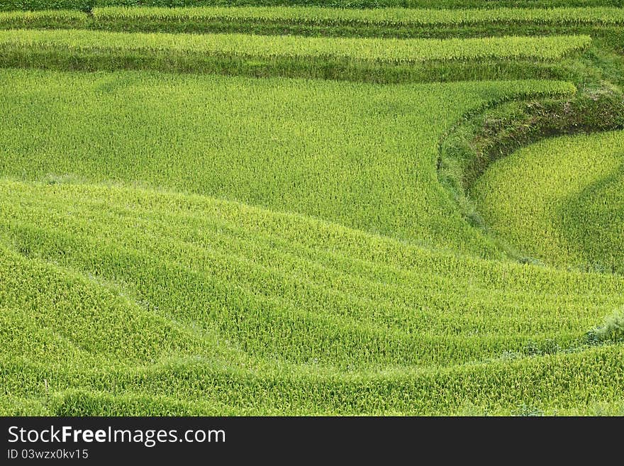 Rice fields in Sapa, Vietnam.