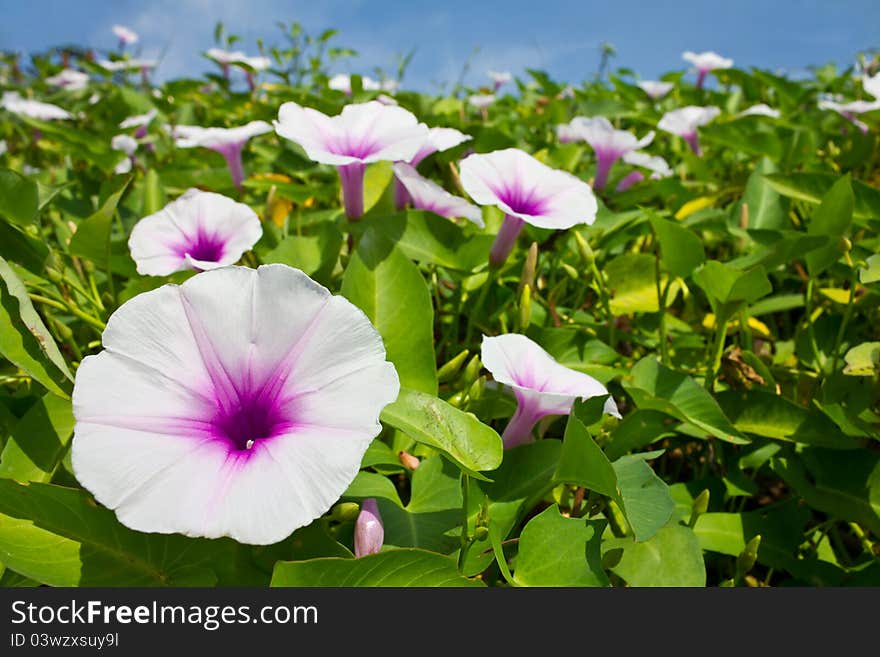 Morning glory flower.