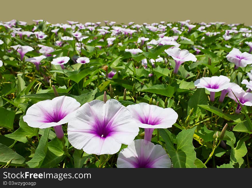 Morning glory flowers are white mixed with purple. Morning glory flowers are white mixed with purple.