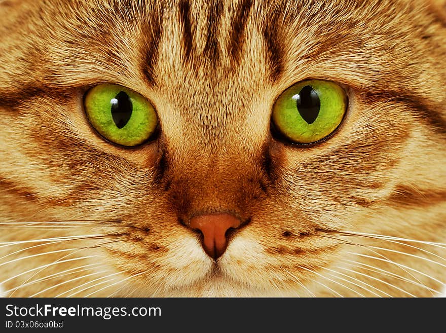 Close-up portrait of green-eyed Scottish cat. Close-up portrait of green-eyed Scottish cat