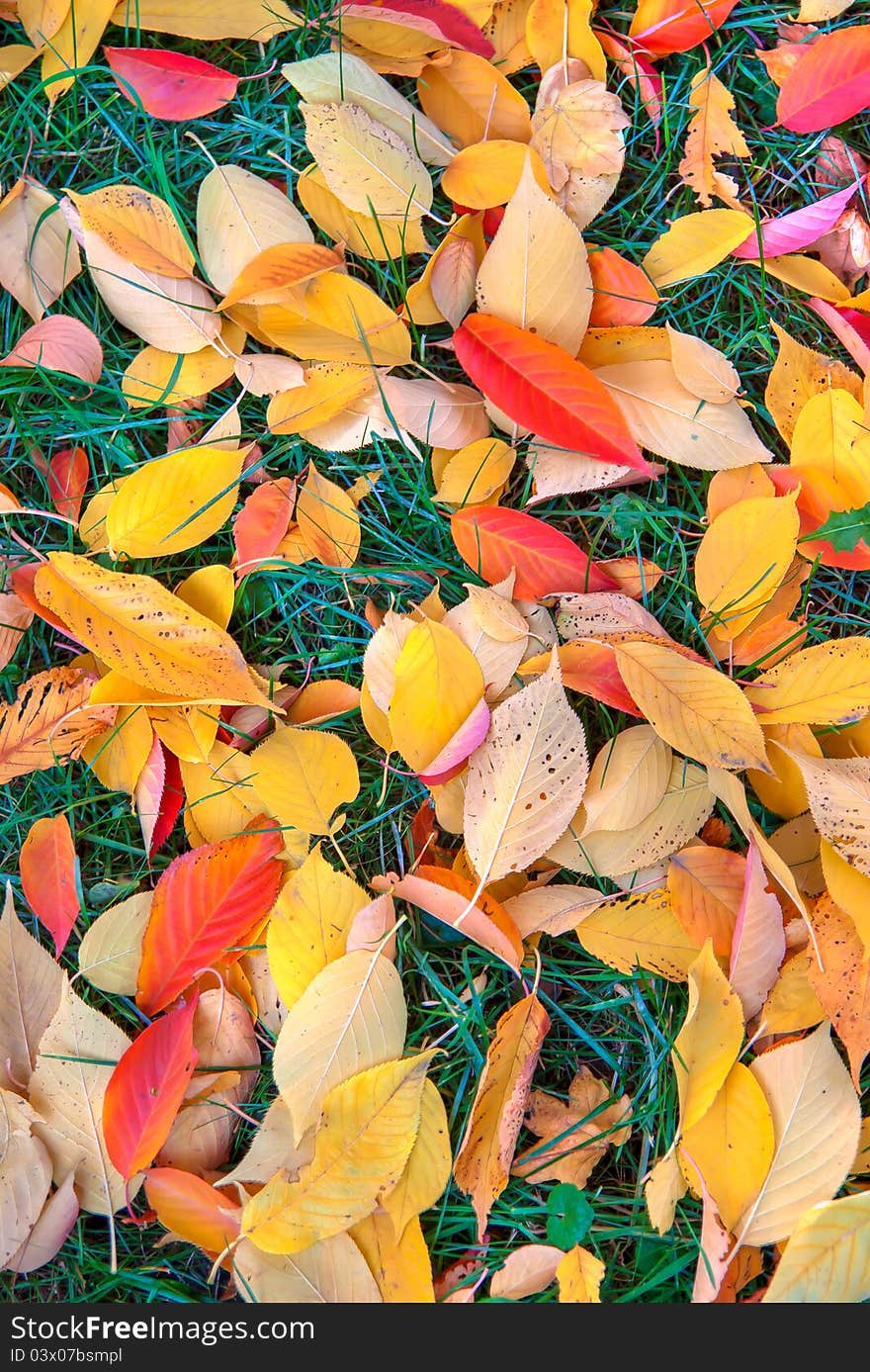 Autumn leaves on green grass on meadow