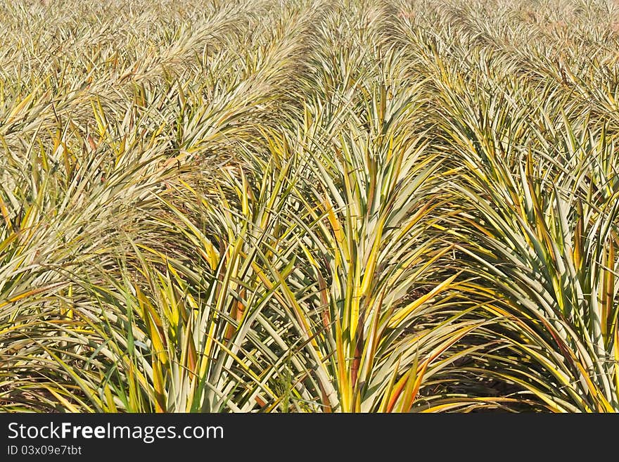 Young pineapple tree's field in close-up