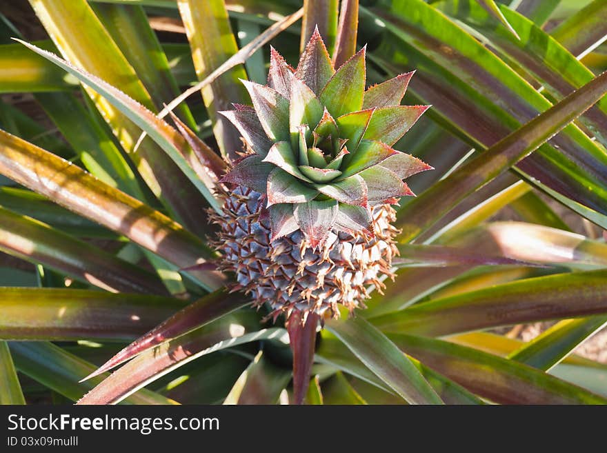 Sucker Of Pineapple In Close-up