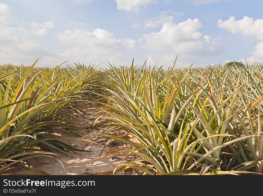 Pineapple tree's field with white cloud and blue ky