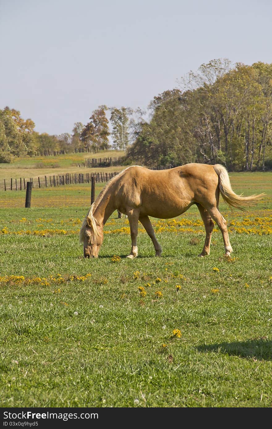 Horse In Meadow