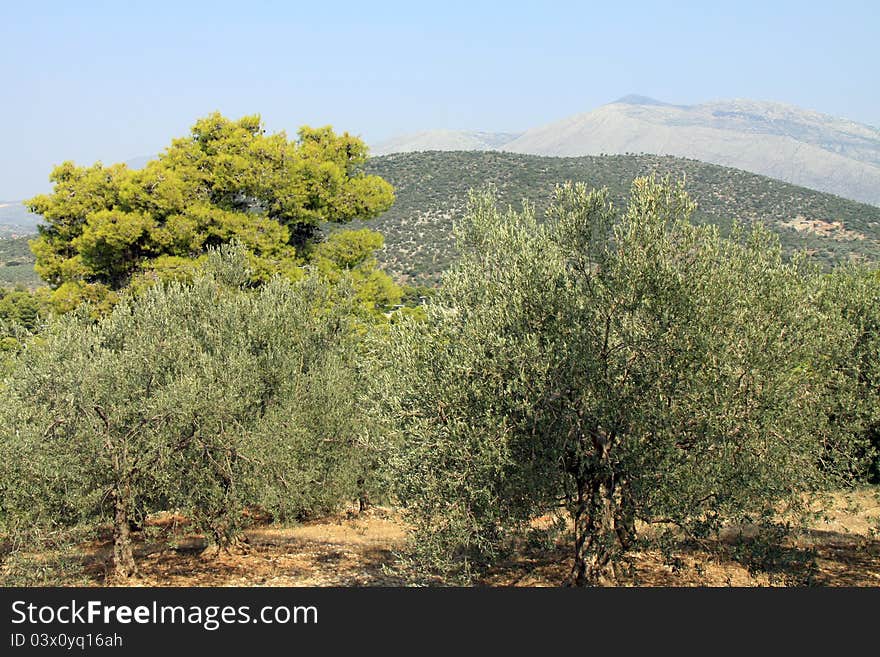 Greek landscape with olive trees