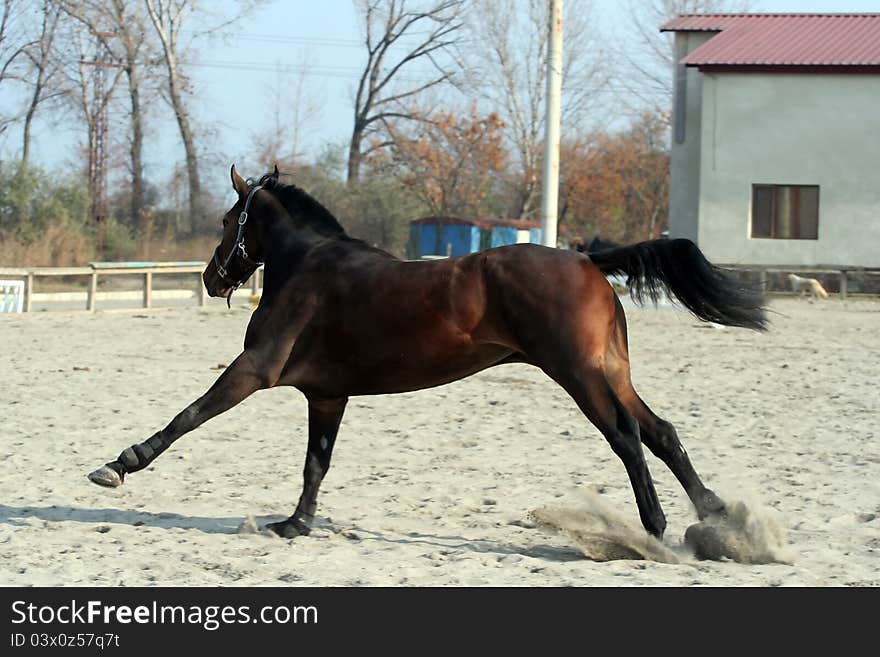 Dark brown racehorse gallops of freedom. Dark brown racehorse gallops of freedom.