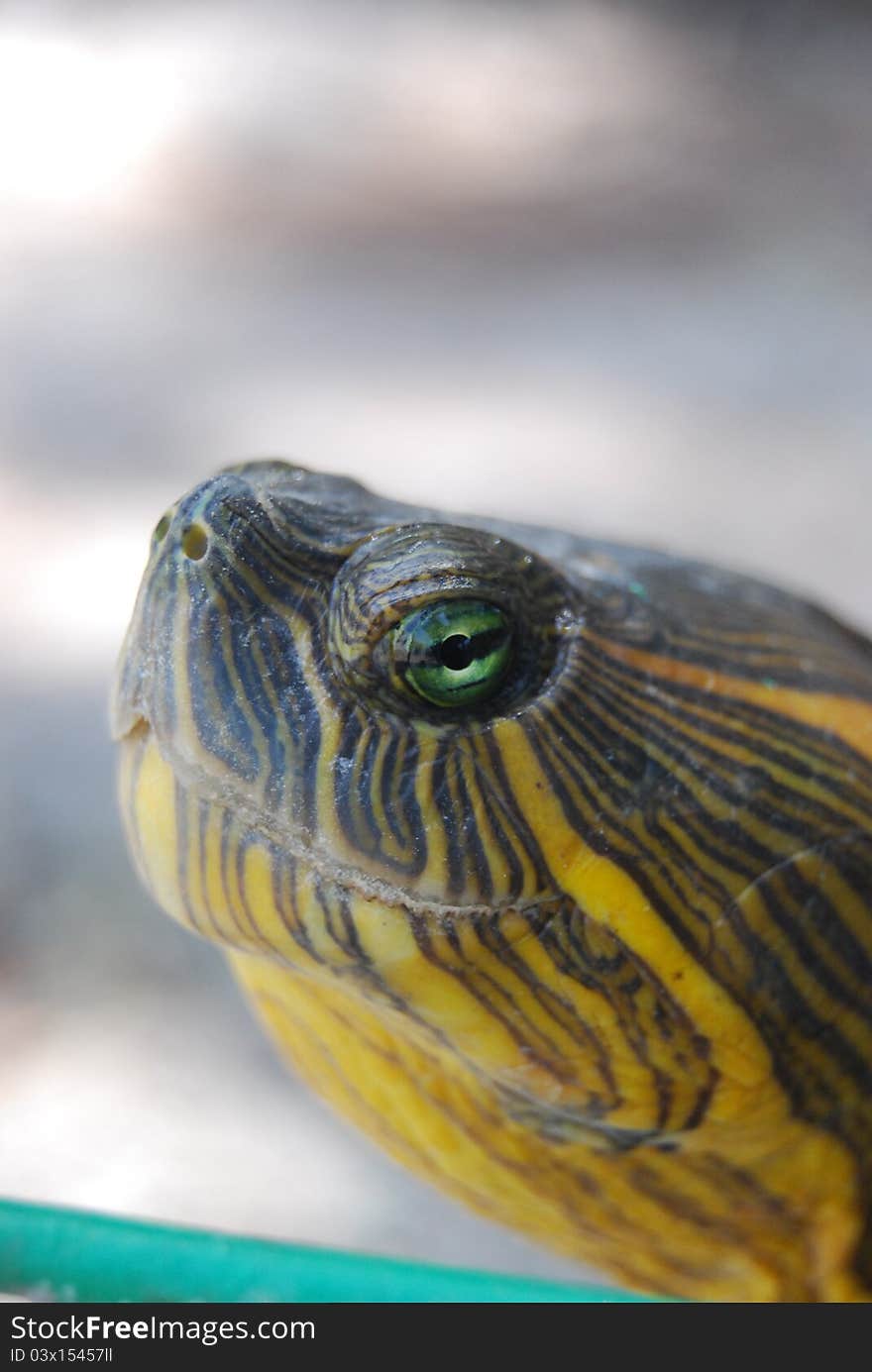 A marine turtle in the zoo. A marine turtle in the zoo