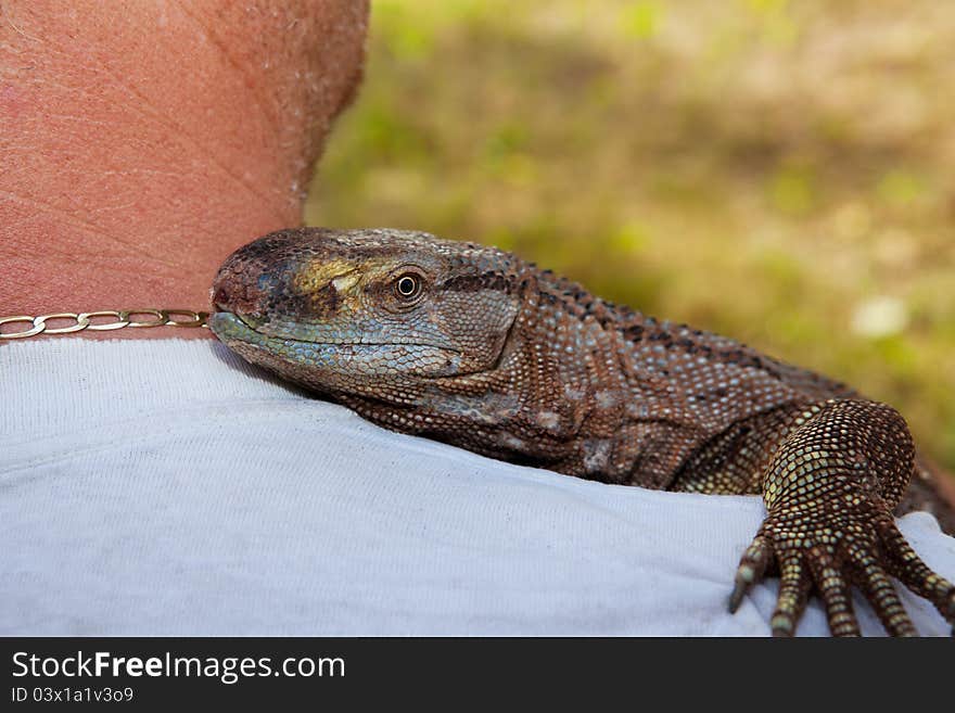 A pet Black Throat Monitor lizard riding on his owner's shoulder.