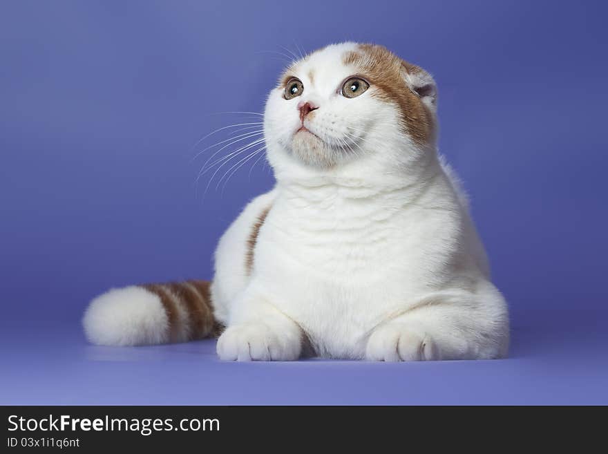 Scottish Fold Cat