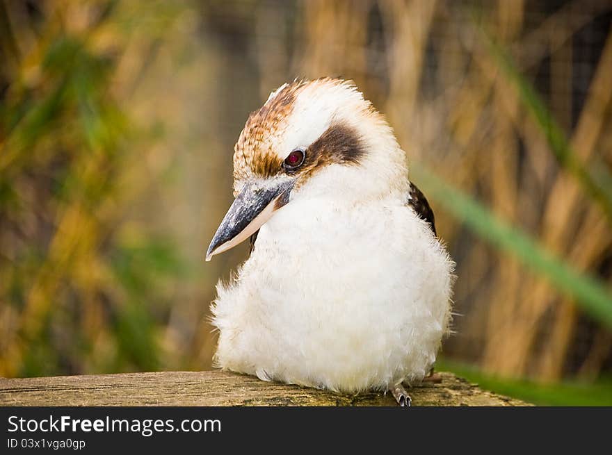 A kookaburra in a central Florida zoo.