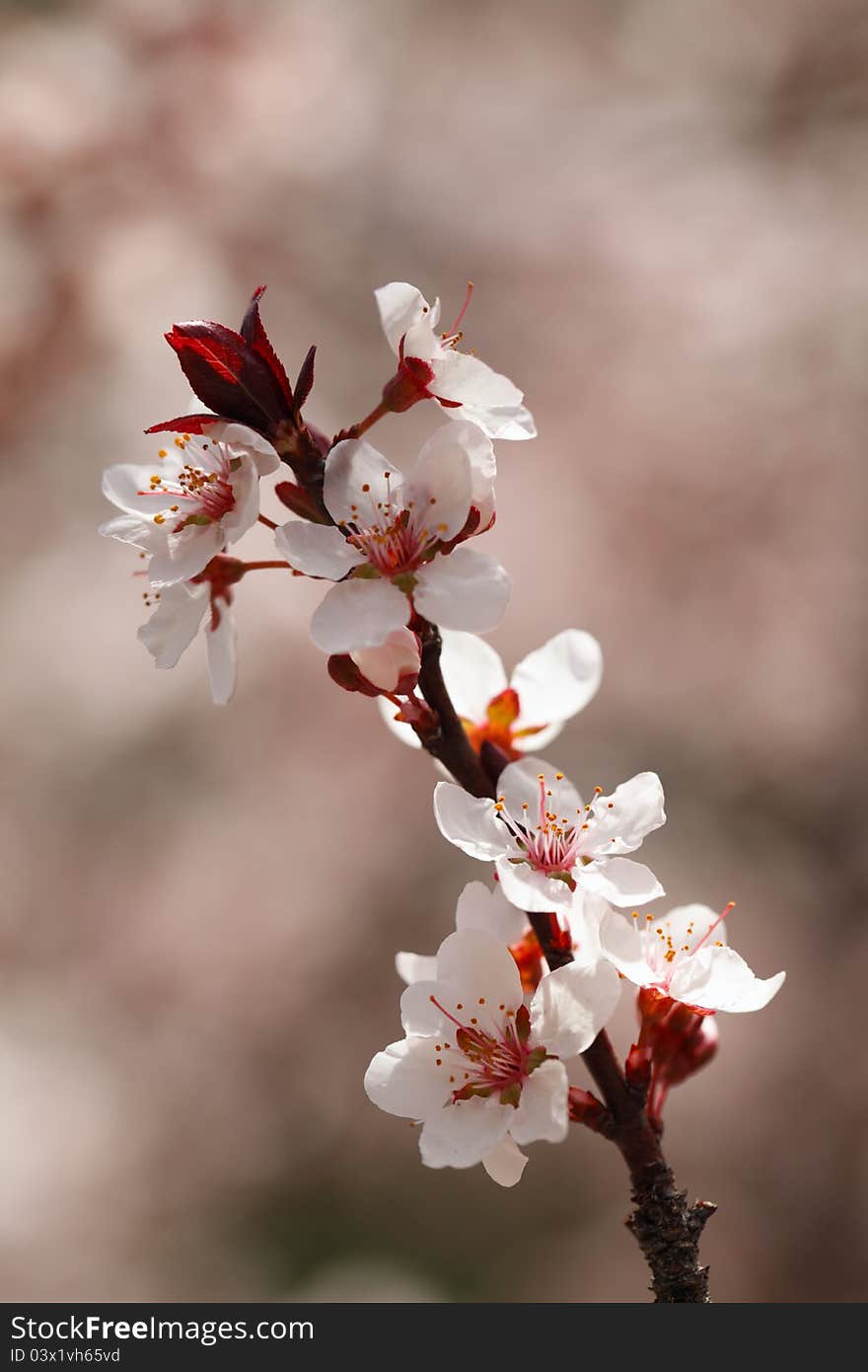 Cherry blossoms closeup, shallow DOF.