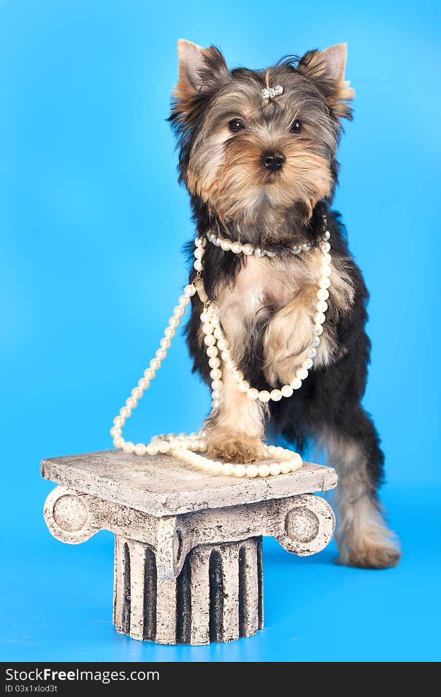 Breed Yorkshire Terrier with pearl beads