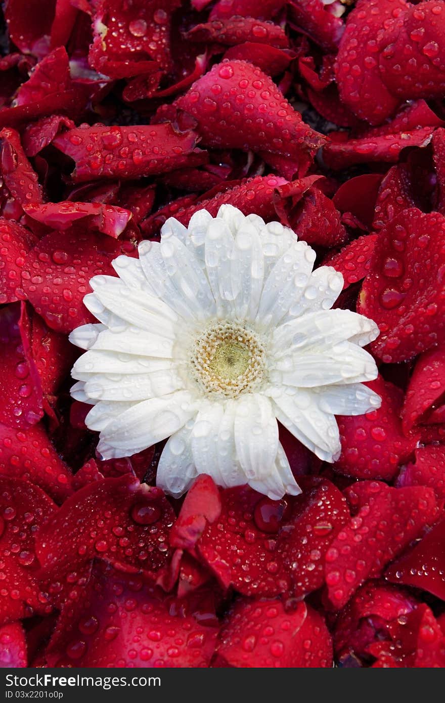 Against a background of rose petals. Against a background of rose petals