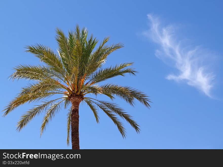 Palm Against Sky