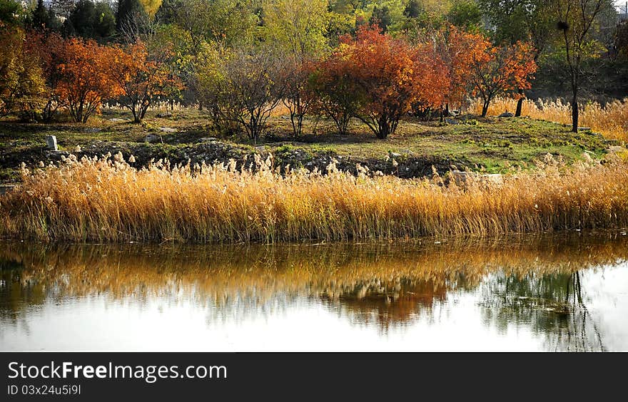 Autumn Scenery