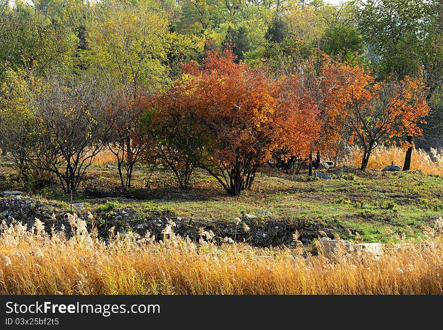 Autumn scenery