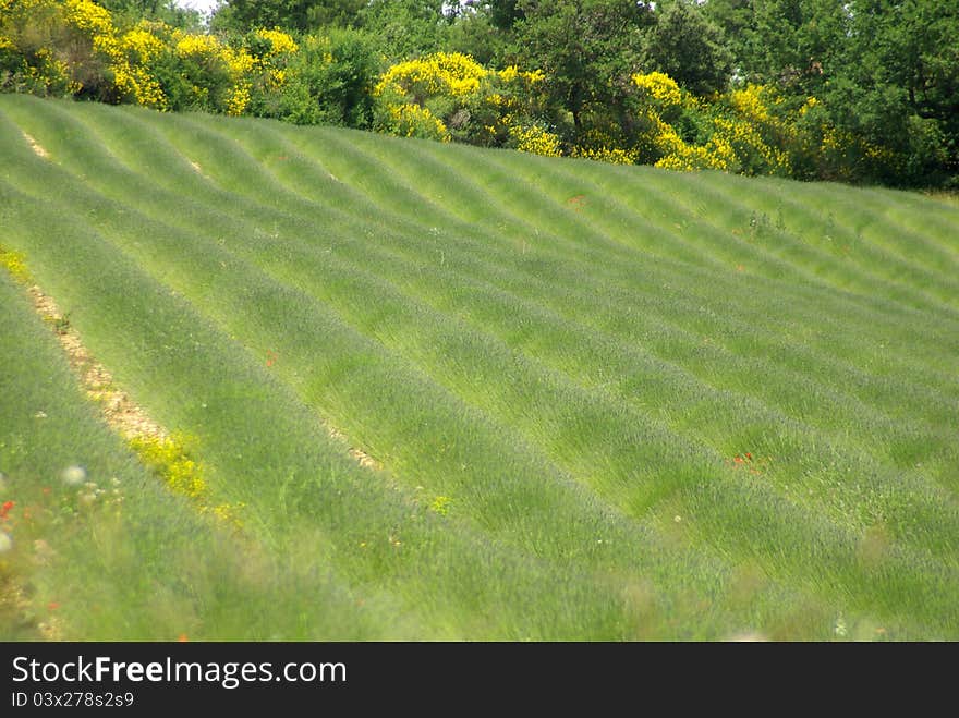 Lavender field in early june. Lavender field in early june