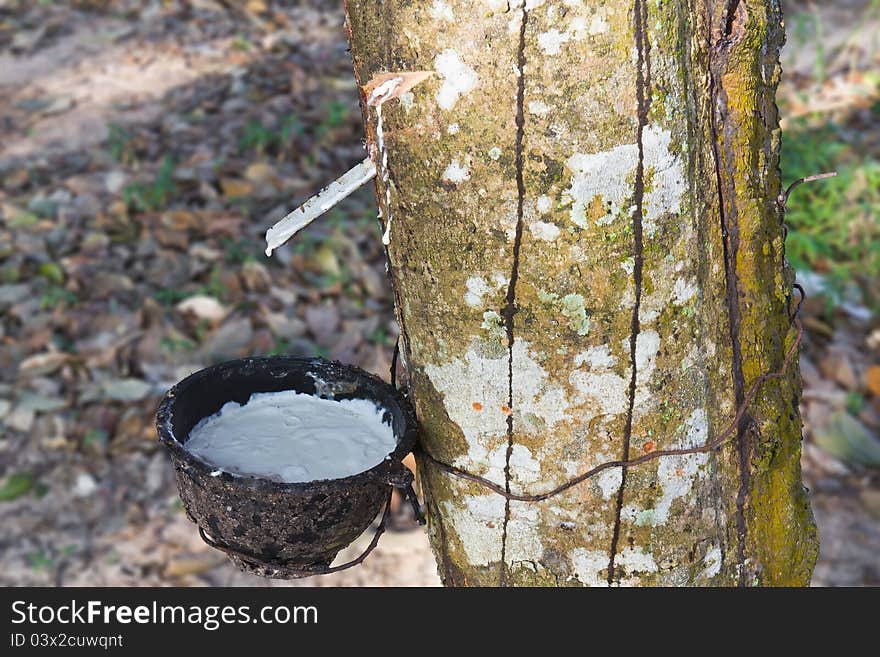 Tapping latex from the rubber tree, Thailand