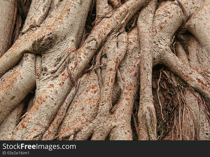 Root tree for background, southern in Thailand