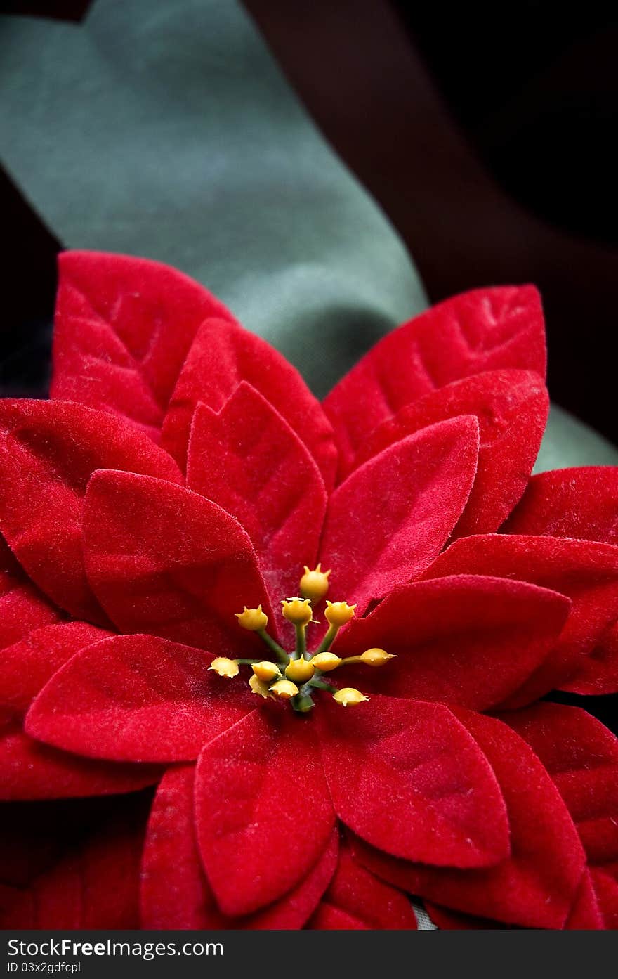 Red Poinsettia flower with green ribbon for Christmas. Red Poinsettia flower with green ribbon for Christmas