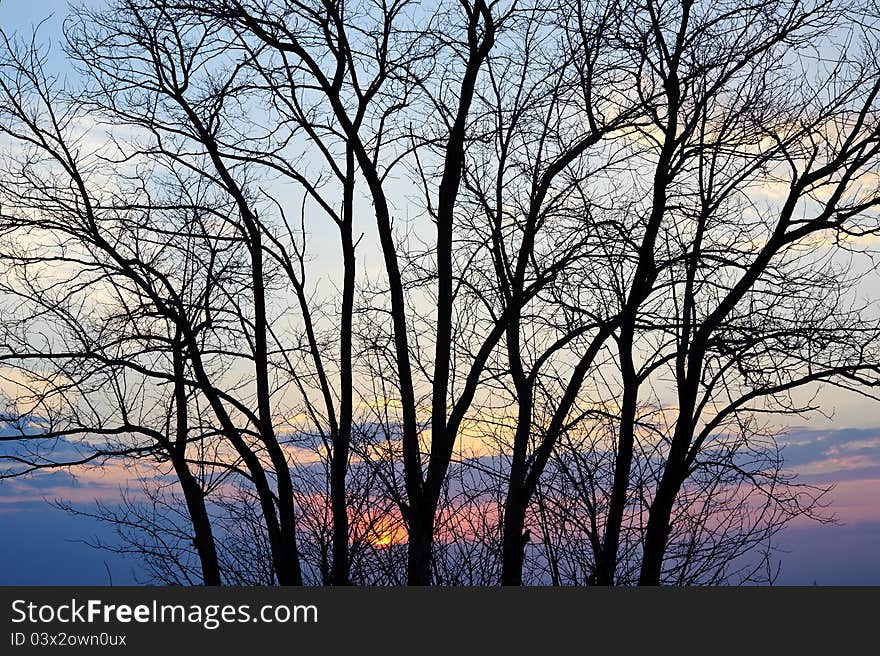 Sunset with silhouette of leaf-less tree. Sunset with silhouette of leaf-less tree.