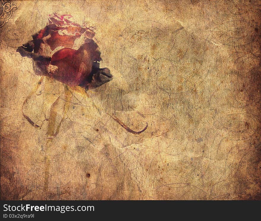 Textured rose on old paper grunge background. Textured rose on old paper grunge background