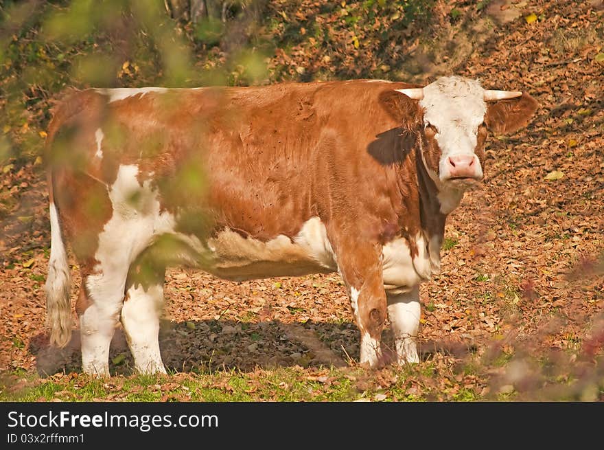 Closeup of a cow in autumnal colors