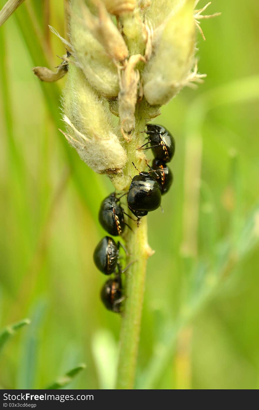 Many beetles are on a stem green background