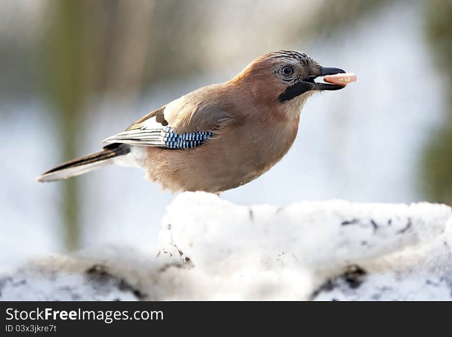 Jay with sausage in beak on snow close up