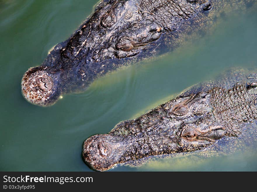 Saltwater Crocodile floating around