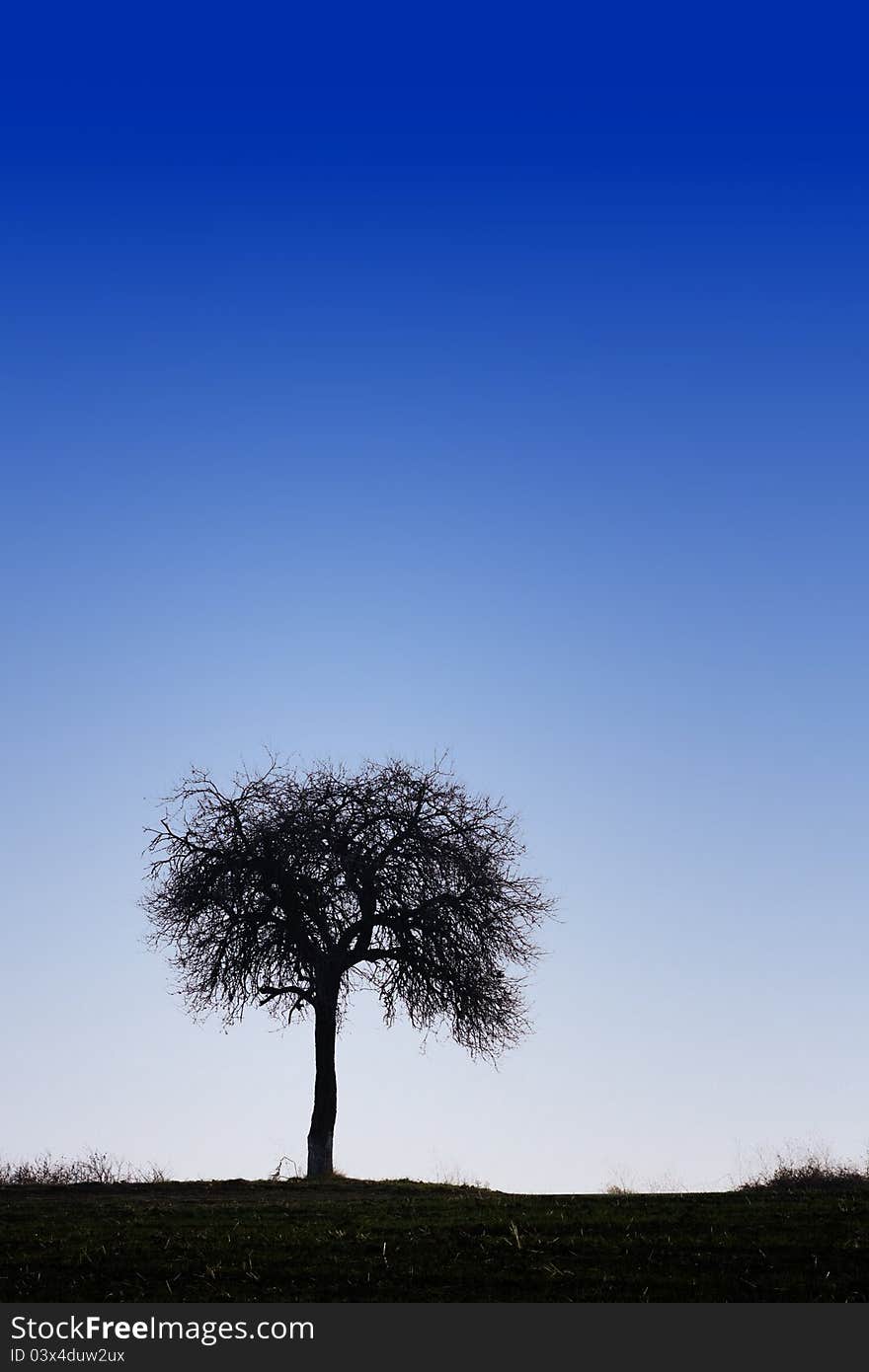 Lonely dry tree silhouette on blue sky. Lonely dry tree silhouette on blue sky