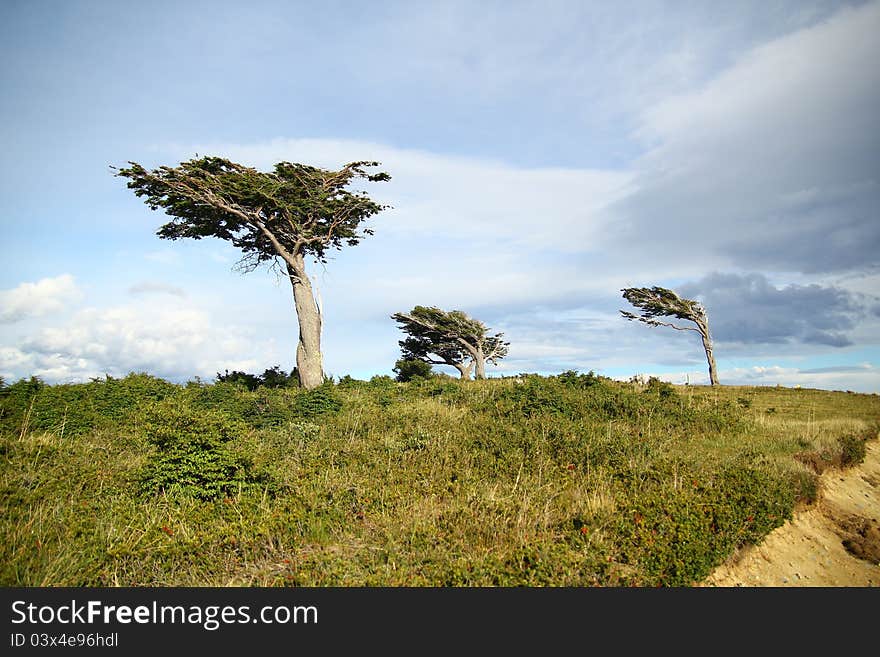 Single tree struggling against the force of powerful wind in Patagonia. Single tree struggling against the force of powerful wind in Patagonia