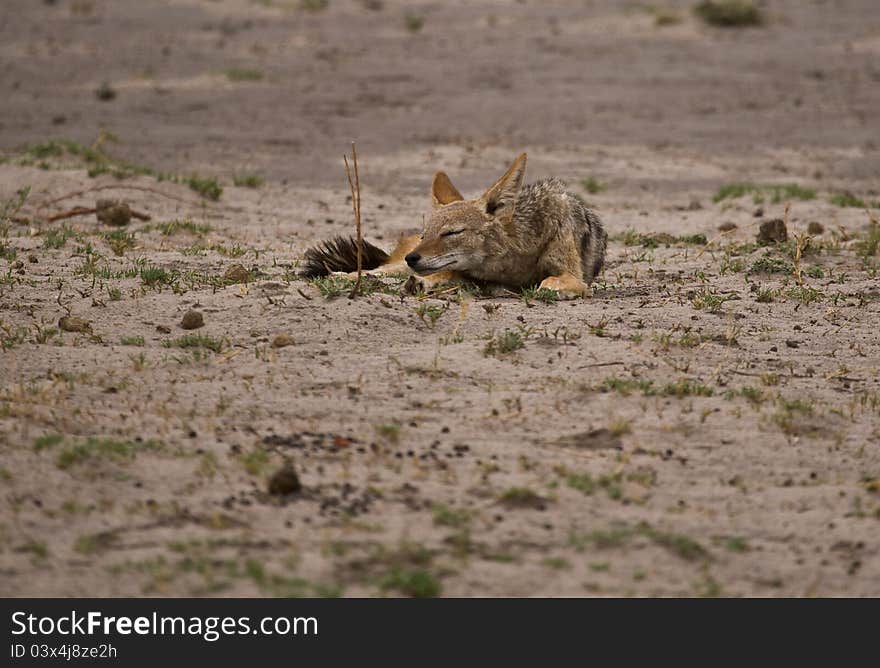 Black-backed Jackal (Canis mesomelas) sleeping as it awaits its turn on the kill of a larger predator. Black-backed Jackal (Canis mesomelas) sleeping as it awaits its turn on the kill of a larger predator.