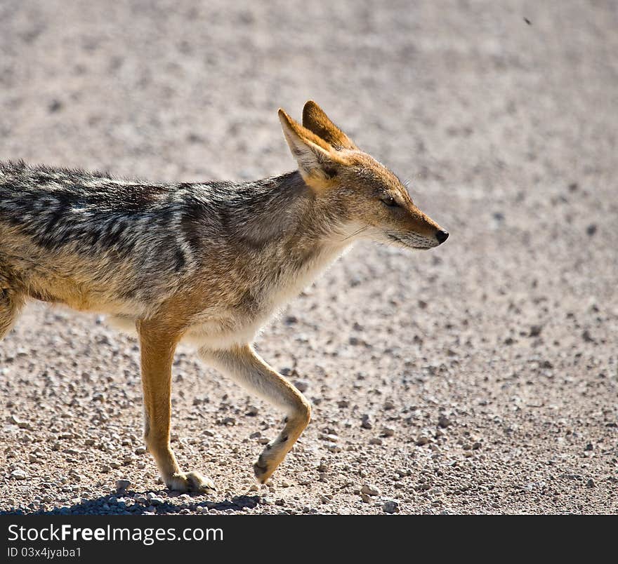 Black-backed Jackal Close-up