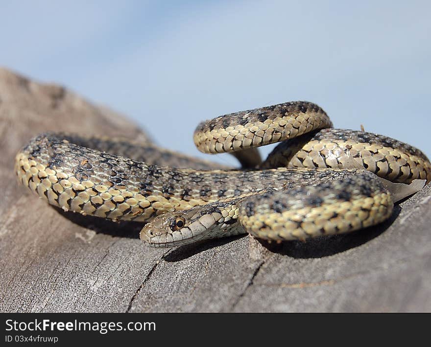 Mad garter snake