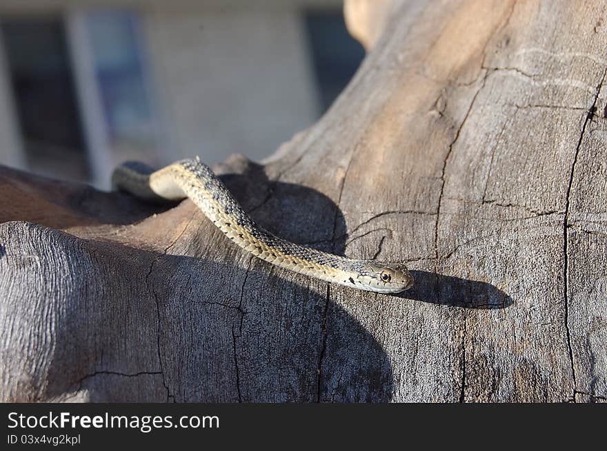 Garter snake slithering through the tree looking on. Garter snake slithering through the tree looking on