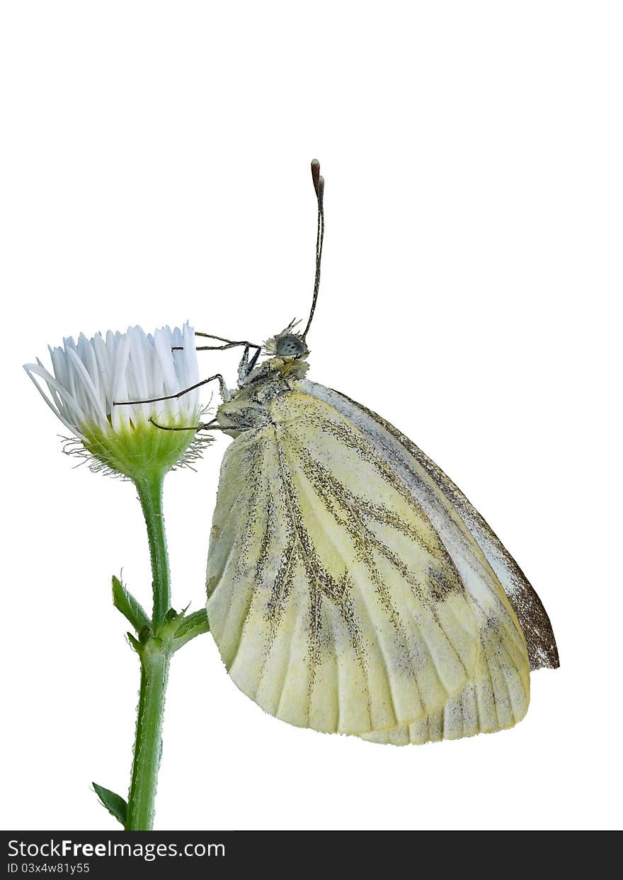 Green-veined White isolated on white.