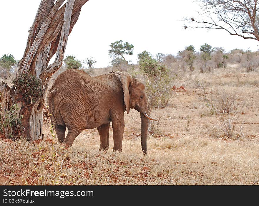 An old gnarled elephant sheltering under an old gnarled tree. Taken at Tsavo East Game Park, Kenya. An old gnarled elephant sheltering under an old gnarled tree. Taken at Tsavo East Game Park, Kenya