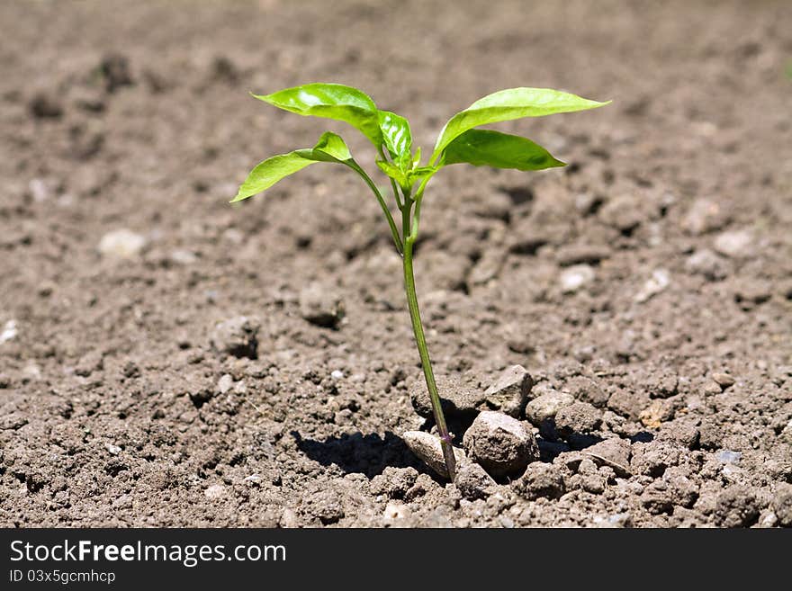 Capsicum plant closeup