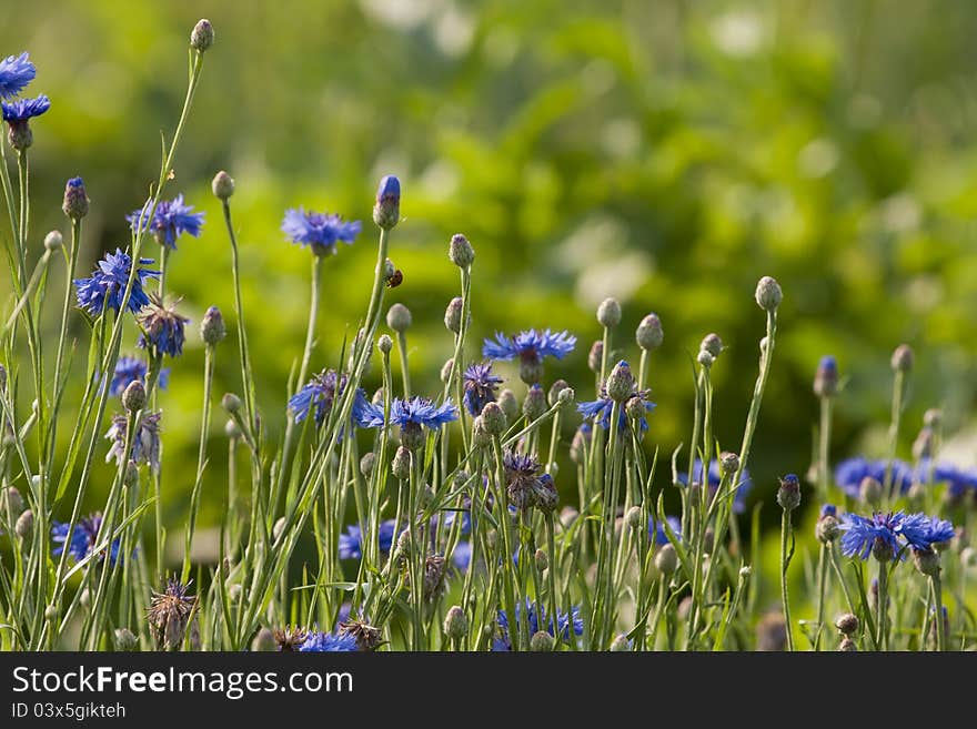 Cornflower in meadow